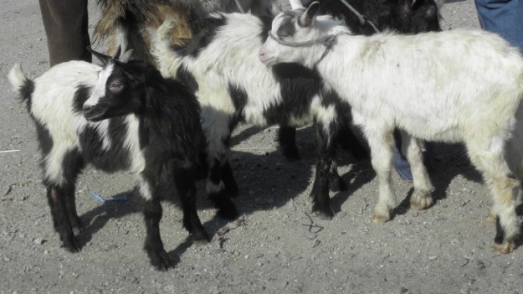 Снимка: БГНЕС, архив