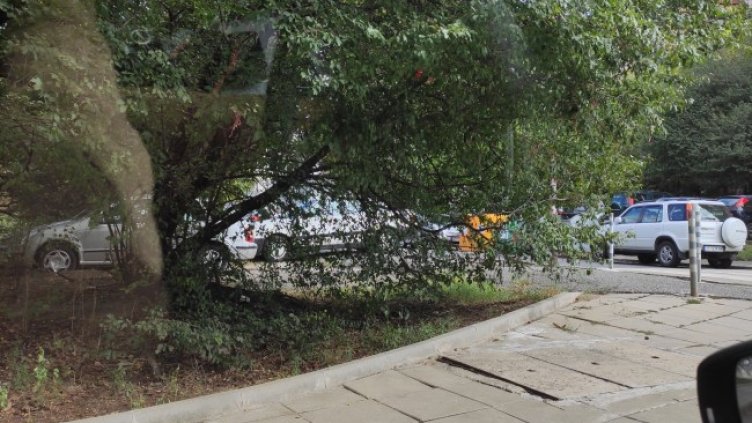 Снимка: Helpbook