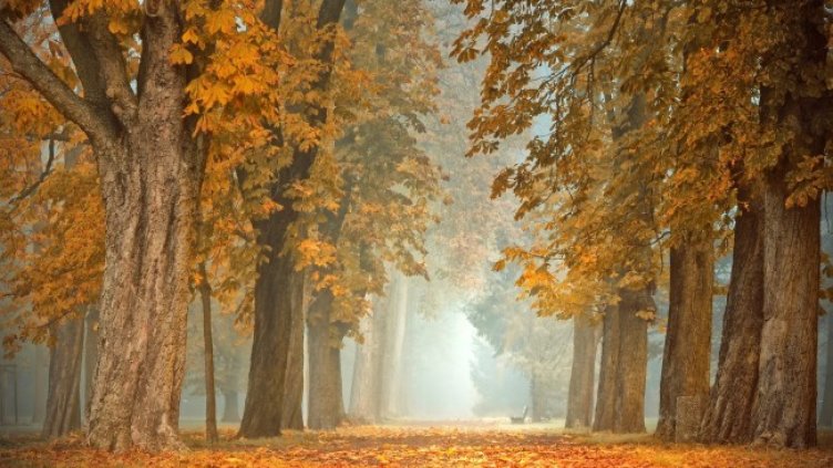 Снимка: Pixabay