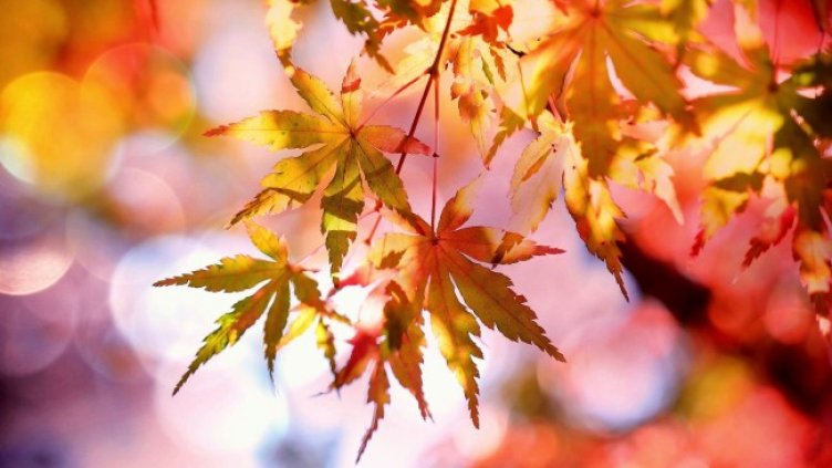 Снимка: Pixabay