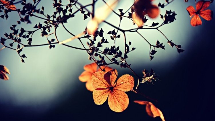 Снимка: Pixabay