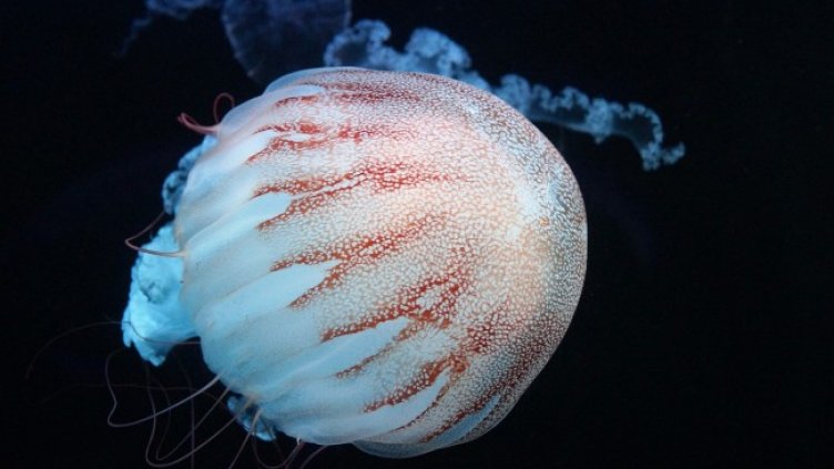 Снимка: Pixabay