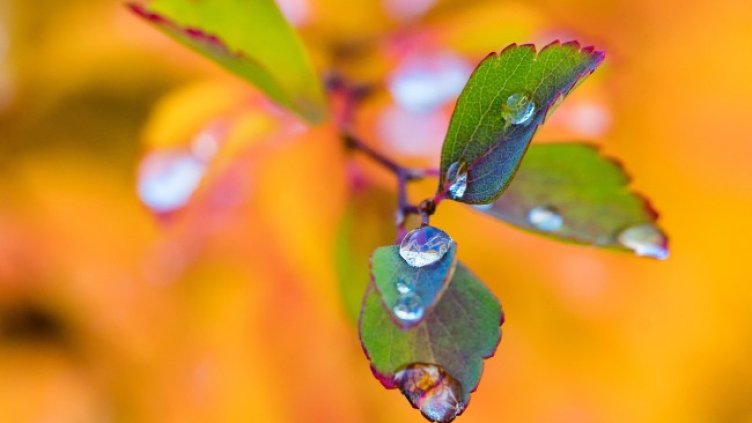 Снимка: Pixabay