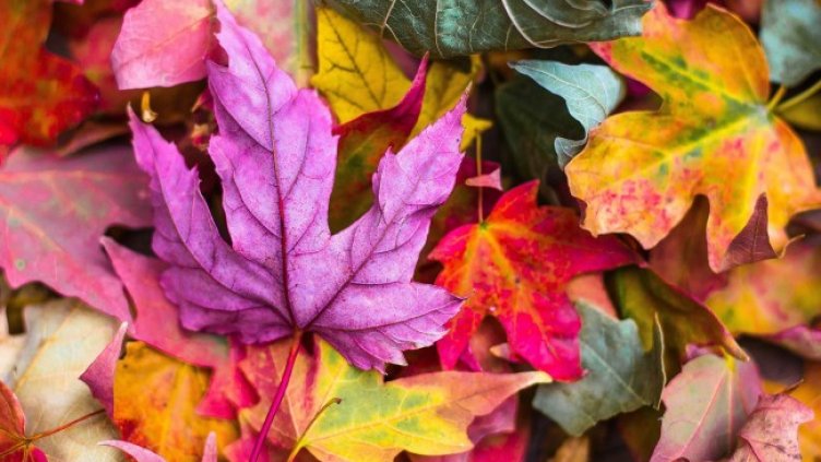 Снимка: Pixabay