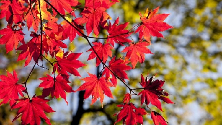 Снимка: Pixabay