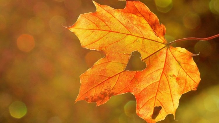 Снимка: Pixabay