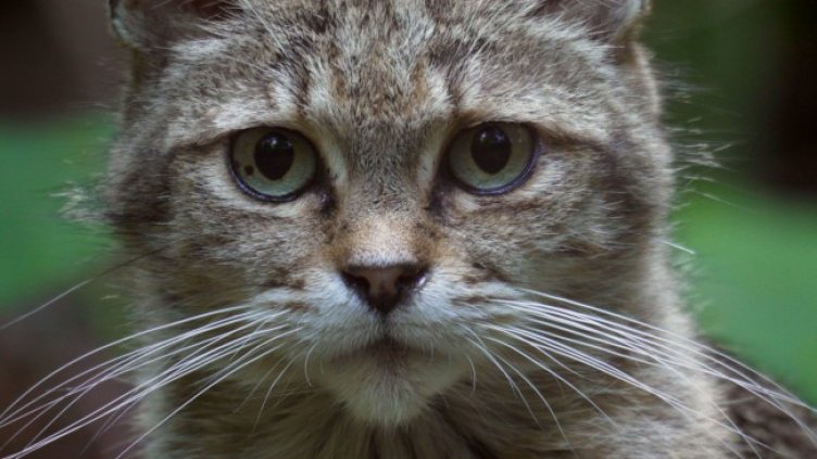 Снимка: Viasat Nature