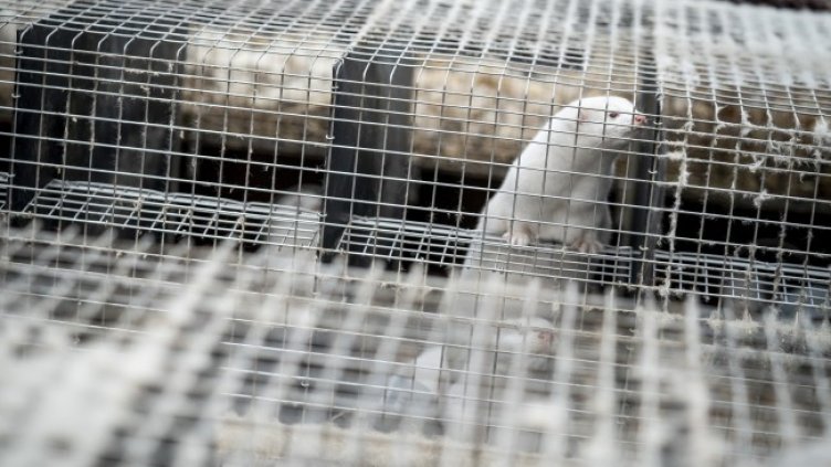 Снимка: архив, БГНЕС