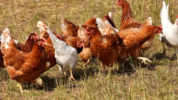 Снимка: Pixabay