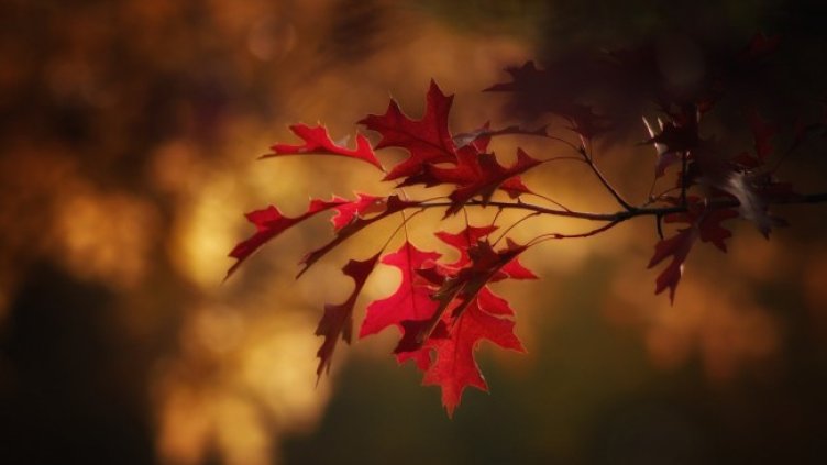 Снимка: Pixabay