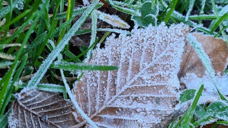 Снимка: БГНЕС