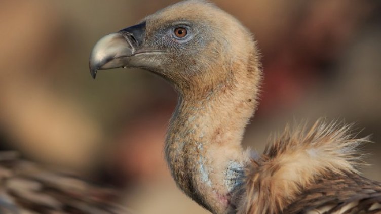 Снимка: Богдан Боев