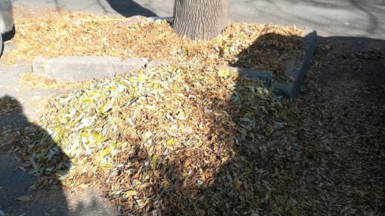 Снимка: Helpbook