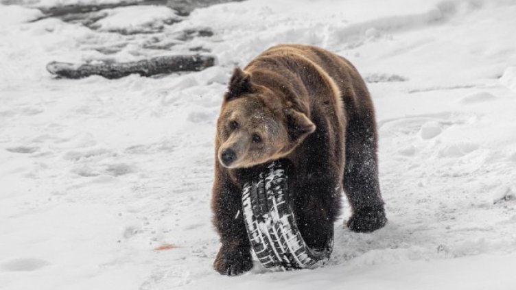 Мечокът Тони. Снимка: Зоологическа градина/Юлиан Попов