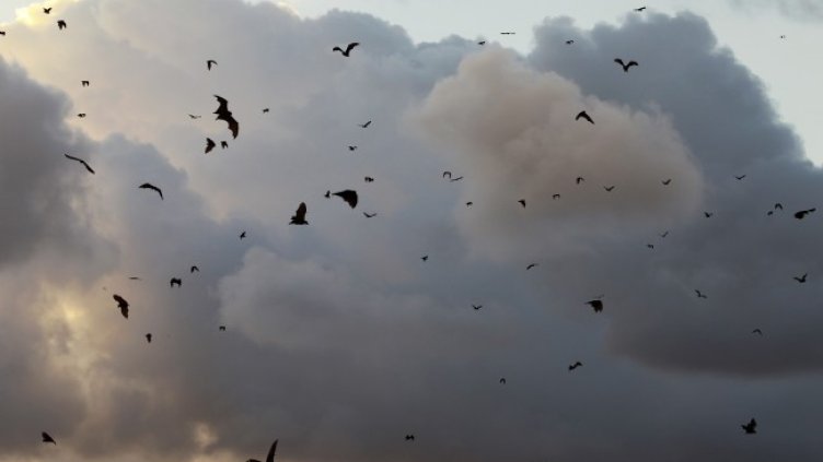 Снимка: архив, БГНЕС