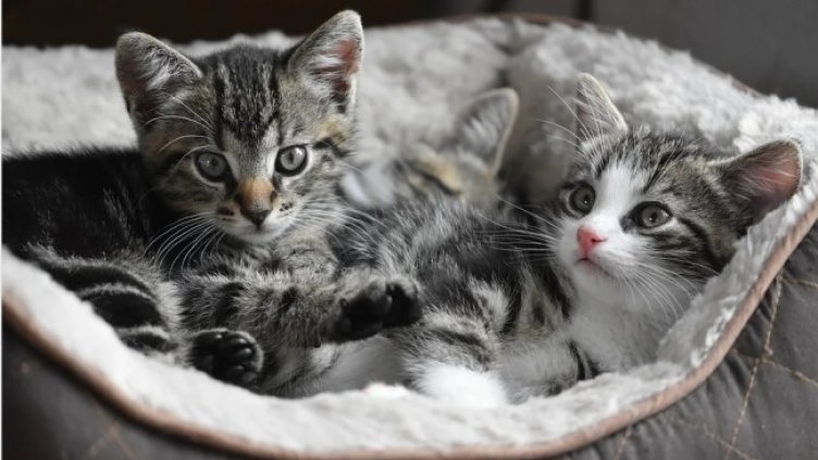 Снимка: Pixabay