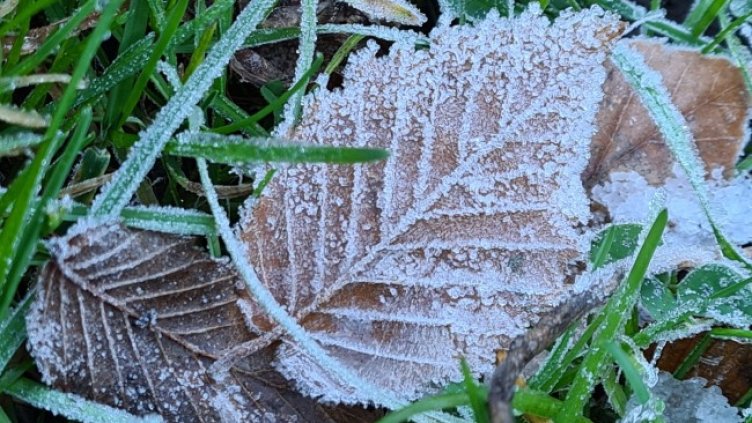 Снимка: БГНЕС