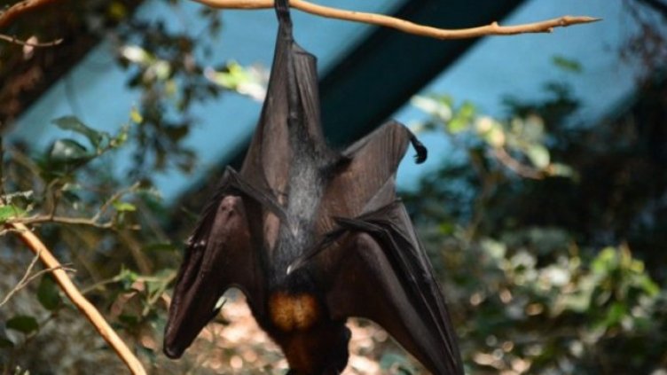 Снимка: Pixabay