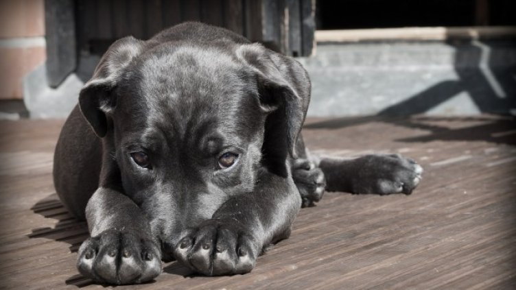 Снимка: Pixabay