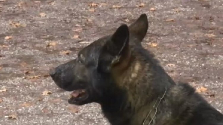 Снимка: Кадър Нова тв