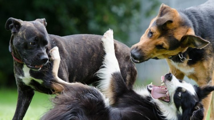 Снимка: Pixabay