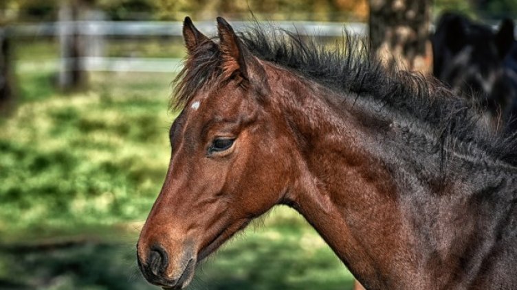 Снимка: Pixabay