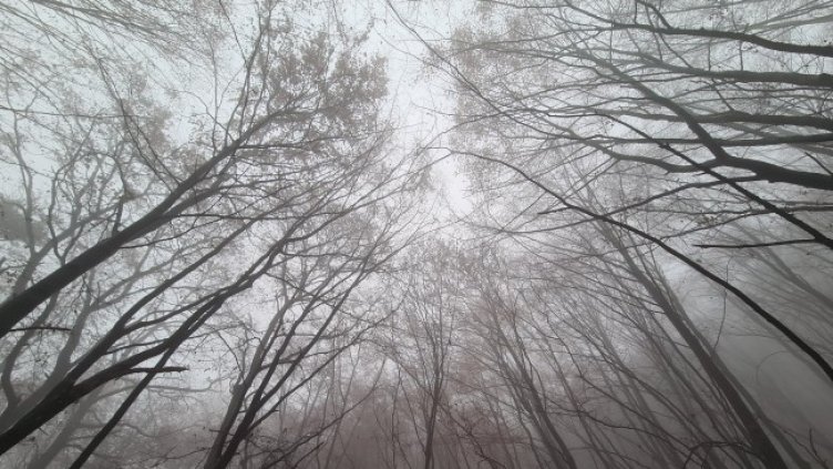 Снимка: архив, БГНЕС