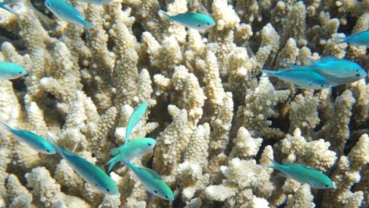 Снимка: Pixabay