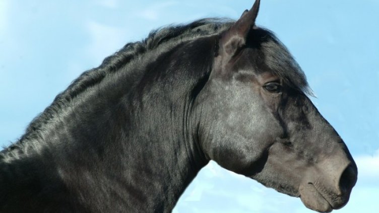 Снимка: Pixabey