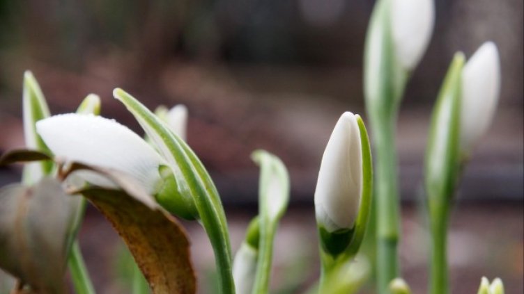 Снимка: архив, БГНЕС