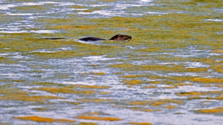 Снимка: архив, БГНЕС