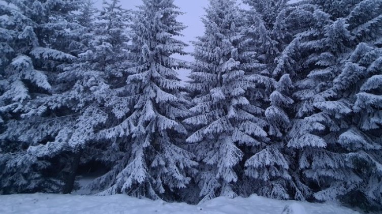 Снимка: архив, БГНЕС