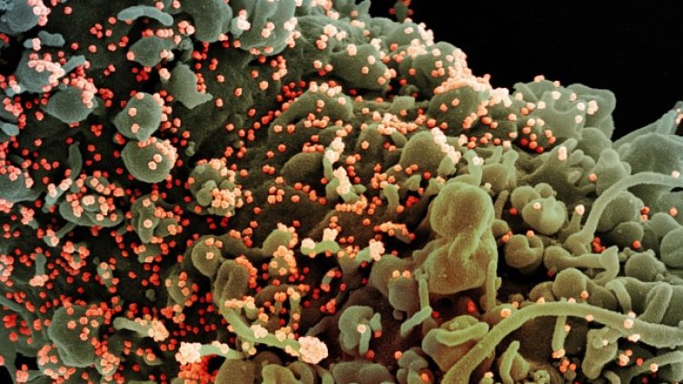 Снимка: архив, БГНЕС