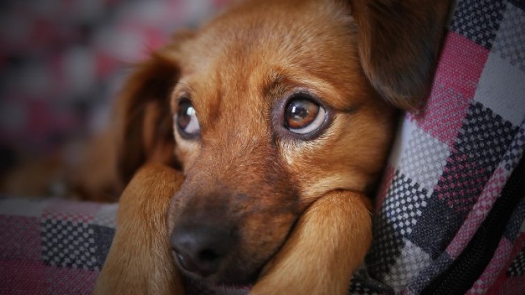 Снимка: Pixabay