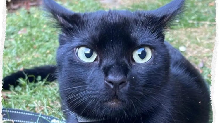 Семейство в Германия хвърли близо 20 хил. евро в търсене на изгубената си котка 