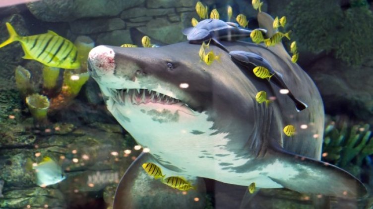 Снимка: БГНЕС