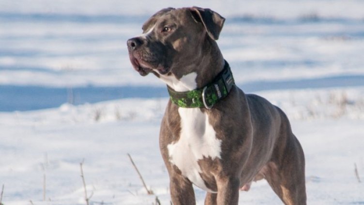 Снимка: Pixabay