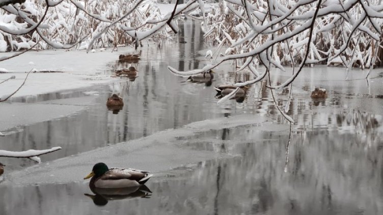 Снимка: БГНЕС