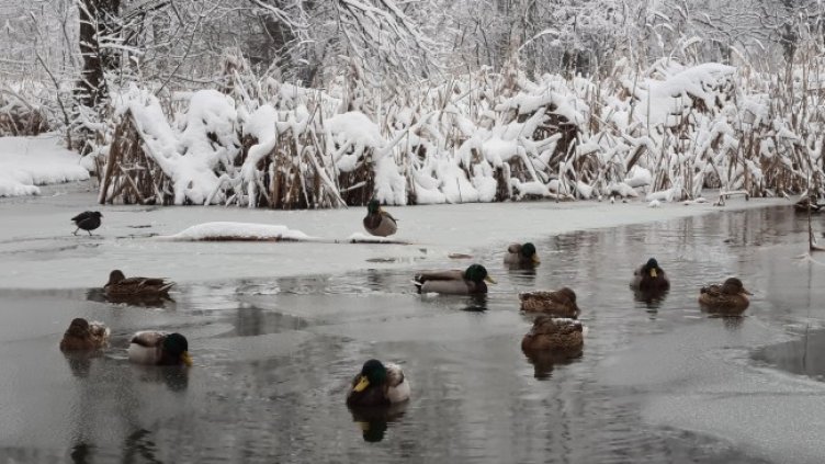 Снимка: архив, БГНЕС