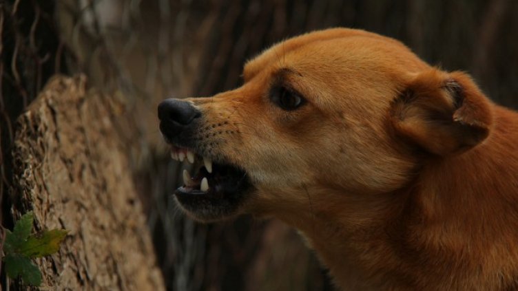 Снимка: Pixabay