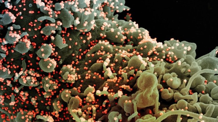 Снимка: архив, БГНЕС