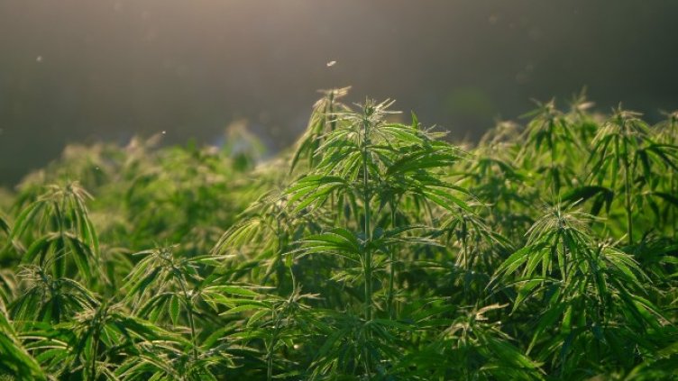 Снимка: Pixabay