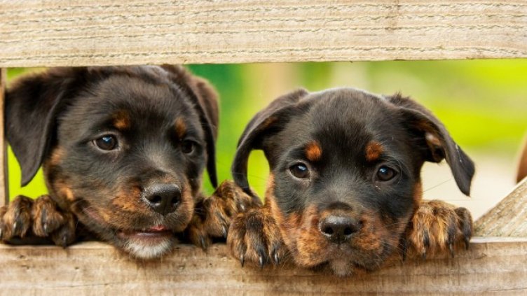 Снимка: Pixabay