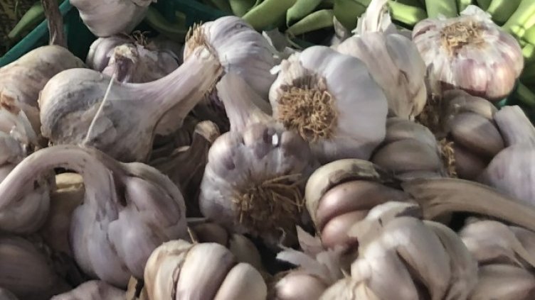 Чесънът е полезен, но може да бъде и опасен