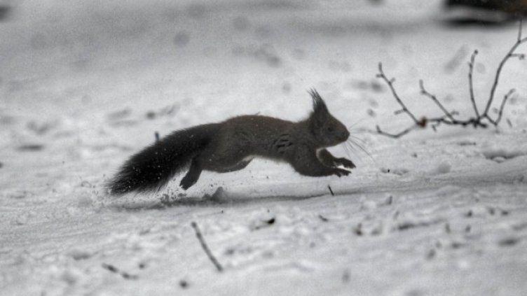 Снимка: Димитър Кьосемарлиев, Dnes.bg