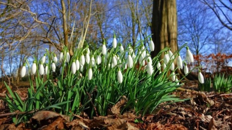 Снимка: Pixabay