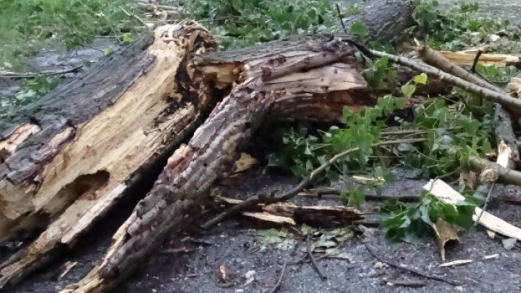 Снимка: БГНЕС