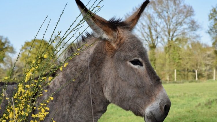 Снимка: Pixabey