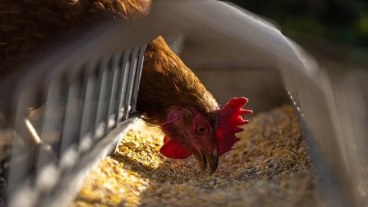 Снимка: Pixabay