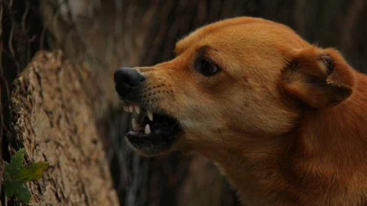 Снимка: Pixabay